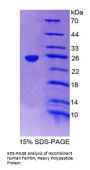 Human Ferritin, Heavy Polypeptide (FTH) Protein