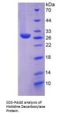 Human Histidine Decarboxylase (HDC) Protein