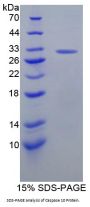 Human Caspase 10 (CASP10) Protein