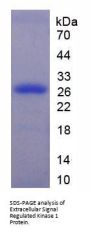 Human Mitogen-Activated Protein Kinase 3 / ERK1 (MAPK3) Protein