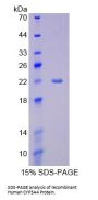 Human Cytochrome P450 3A4 (CYP3A4) Protein