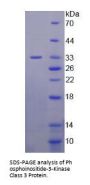 Human Phosphoinositide-3-Kinase Class 3 (PIK3C3) Protein