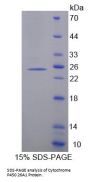 Human Cytochrome P450 26A1 (CYP26A1) Protein