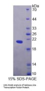 Human Helicase Like Transcription Factor (HLTF) Protein
