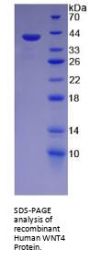 Human Protein Wnt-4 (WNT4) Protein