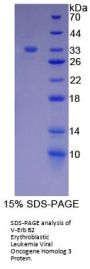 Human V-Erb B2 Erythroblastic Leukemia Viral Oncogene Homolog 3 (ErbB3) Protein