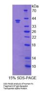 Human Fc Fragment Of IgG Receptor Transporter Alpha (FCGRT) Protein