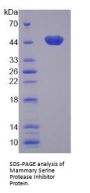 Human Serpin B5 (SERPINB5) Protein