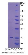 Human Procollagen Lysine-2-Oxoglutarate-5-Dioxygenase 3 (PLOD3) Protein