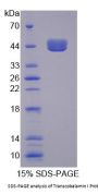 Human Transcobalamin I (TCN1) Protein