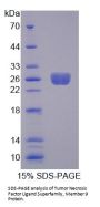 Human Tumor Necrosis Factor Ligand Superfamily Member 9 (TNFSF9) Protein