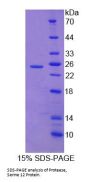 Human Protease, Serine 12 (PRSS12) Protein