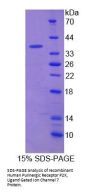 Human Purinergic Receptor P2X, Ligand Gated Ion Channel 7 (P2RX7) Protein