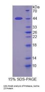 Human Protease, Serine 23 (PRSS23) Protein