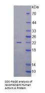 Human Activin A (ACVA) Protein