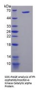 Human Phosphatidylinositol-4-Kinase Catalytic Alpha (PI4Ka) Protein