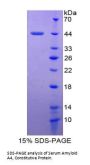 Human Serum Amyloid A-4 Protein (SAA4) Protein