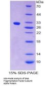 Human DNA Fragmentation Factor Subunit Alpha (DFFa) Protein