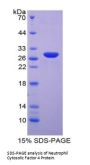 Human Neutrophil Cytosolic Factor 4 (NCF4) Protein