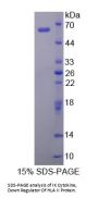 Human IK Cytokine, Down Regulator Of HLA II (IK) Protein