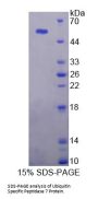 Human Ubiquitin Specific Peptidase 7 (USP7) Protein