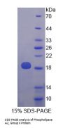 Human Phospholipase A2, Group X (PLA2G10) Protein