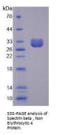 Human Spectrin Beta, Non Erythrocytic 4 (SPTbN4) Protein
