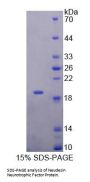 Human Neudesin Neurotrophic Factor (NENF) Protein