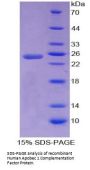 Human Apobec 1 Complementation Factor (ACF) Protein