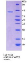 Human Protein Wnt-2 (WNT2) Protein