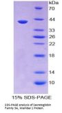 Human Secretoglobin Family 3A, Member 1 (SCGB3A1) Protein