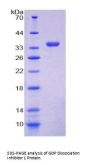Human GDP Dissociation Inhibitor 1 (GDI1) Protein
