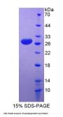 Human Apolipoprotein A4 (APOA4) Protein