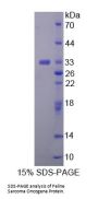Human Feline Sarcoma Oncogene (FES) Protein