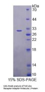 Human Toll Like Receptor Adaptor Molecule 1 (TICAM1) Protein