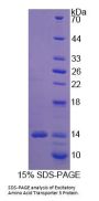 Human Excitatory Amino Acid Transporter 3 / EAAT3 (SLC1A1) Protein