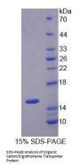 Human Organic Cation/Ergothioneine Transporter (OCTN1) Protein