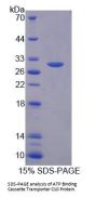 Human ATP Binding Cassette Transporter C10 (ABCC10) Protein