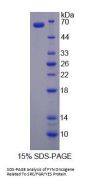 Human FYN Oncogene Related To SRC/FGR/YES (FYN) Protein