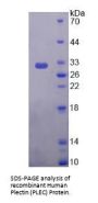 Human Plectin (PLEC) Protein