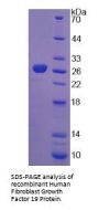 Human Fibroblast Growth Factor 19 (FGF19) Protein
