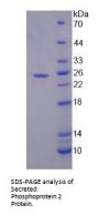 Human Secreted Phosphoprotein 24 (SPP2) Protein