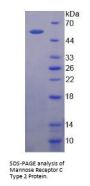 Human Mannose Receptor C Type 2 (MRC2) Protein