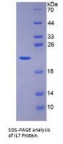 Human Interleukin 7 (IL7) Protein