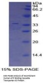 Human ATP Binding Cassette Transporter A3 (ABCA3) Protein