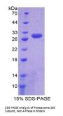 Human 26S Proteasome Non-ATPase Regulatory Subunit 9 (PSMD9) Protein