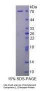 Human Complement Component 1, Q Receptor (C1qR1) Protein