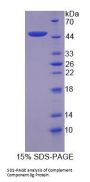 Human Complement Component 8g (C8g) Protein