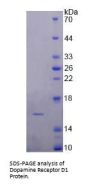 Human Dopamine Receptor D1 (DRD1) Protein