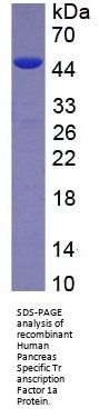 Human Pancreas Specific Transcription Factor 1a (PTF1a) Protein